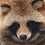 tanuki-joe